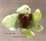  Perianth with Fruit